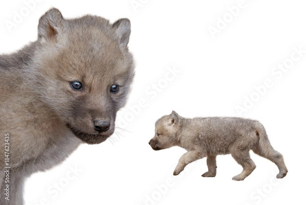 Obraz two gray little wolf cub isolated on white background