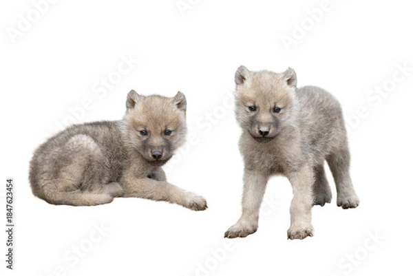 Obraz two little wolf cub isolated on white background