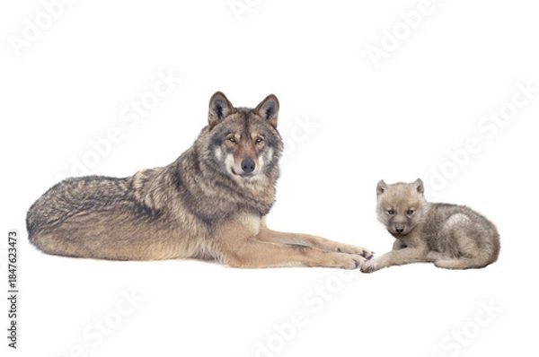 Obraz she-wolf and little wolf isolated on white background