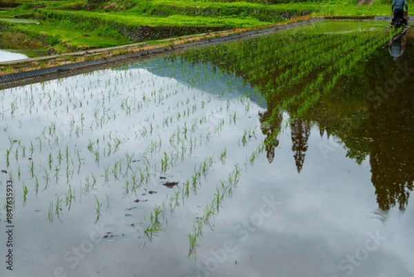 Obraz 250531結東の石垣田