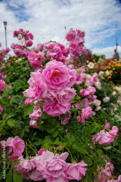 Obraz 250604一本木公園