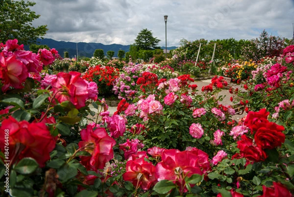 Obraz 250604一本木公園