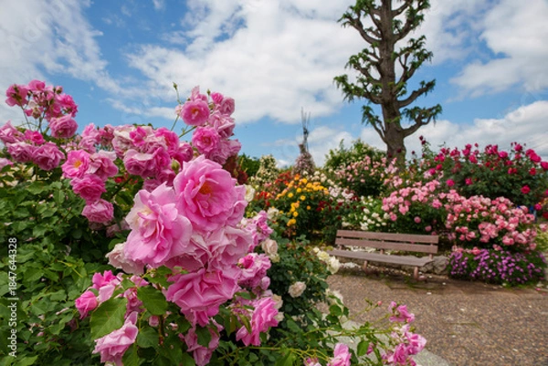 Obraz 250604一本木公園