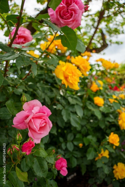 Obraz 250604一本木公園