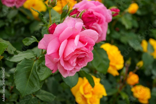 Obraz 250604一本木公園