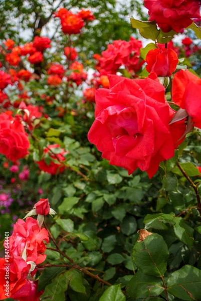 Obraz 250604一本木公園