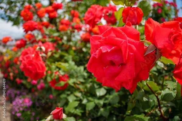 Obraz 250604一本木公園