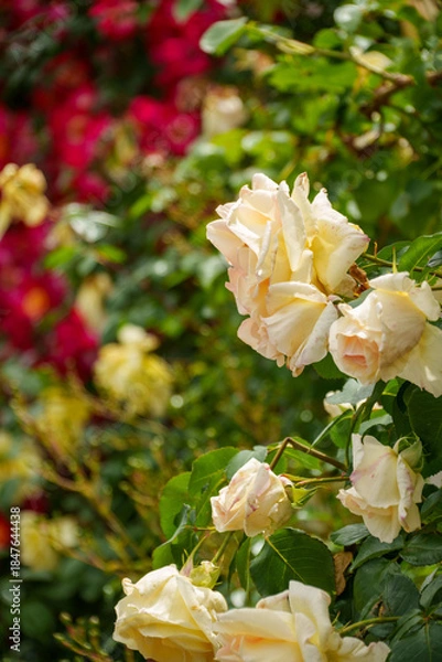 Obraz 250604一本木公園