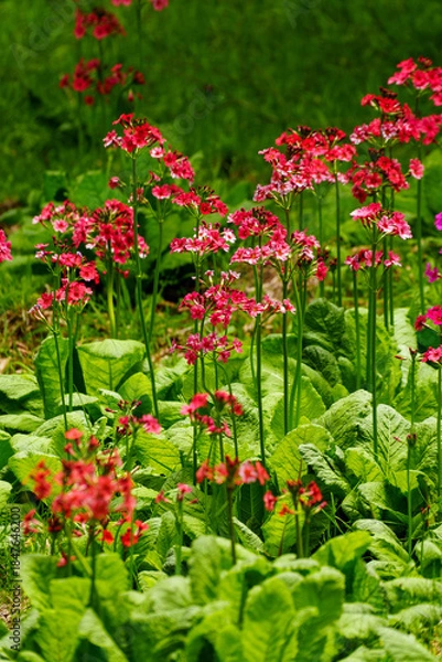 Obraz 250606入笠山トレッキング