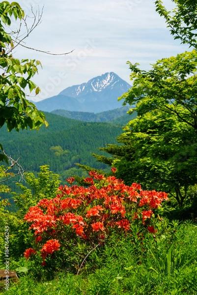 Obraz 250606入笠山トレッキング