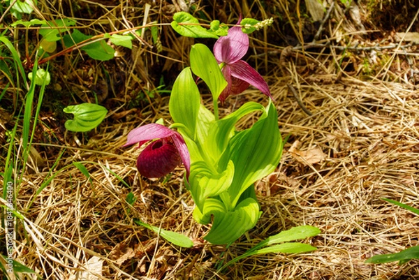 Obraz 250606入笠山トレッキング