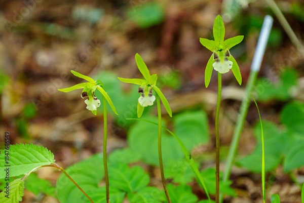 Obraz 250606入笠山トレッキング