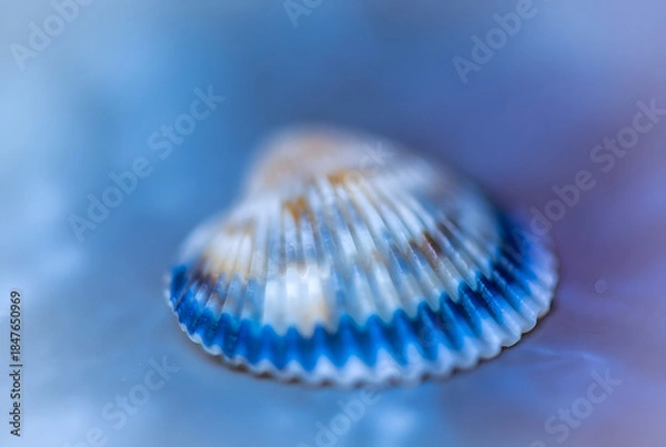 Fototapeta cool sea shell on blue concept 