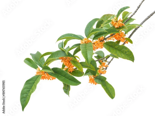 Fototapeta キンモクセイ　11月撮影