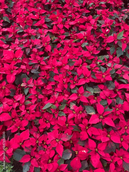 Obraz Red poinsettia leaves texture or background