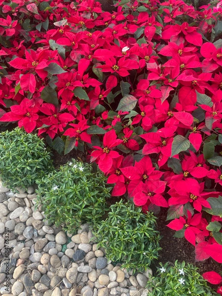 Obraz Red poinsettia leaves texture or background