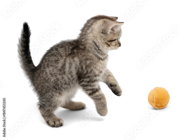 Fototapeta Cute small gray kitten playing with ball. Kitten isolated on white background.