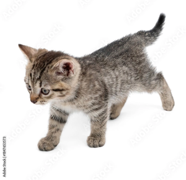 Fototapeta Cute small gray kitten playing. Kitten isolated on white background.