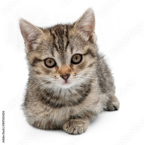 Fototapeta Adorable Tabby Kitten on a White Background