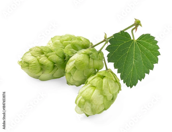 Fototapeta Fresh green hop cones with a single leaf, isolated on a pristine white background. Perfect for brewery, food, or herbal-themed projects
