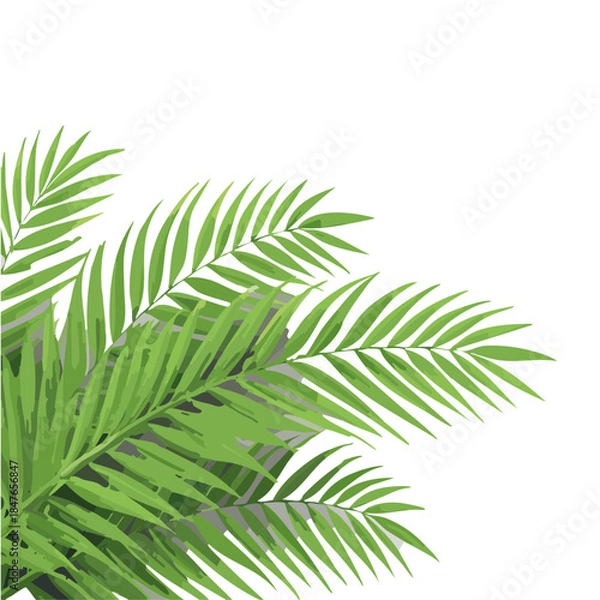 Fototapeta palm leaf isolated on vector graphic design