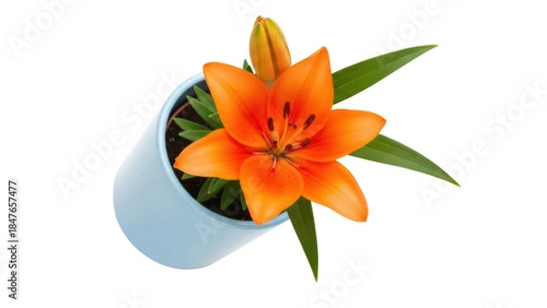 Obraz Bright orange lily in a blue pot isolated PNG, vibrant flower on transparent background for spring designs and floral compositions
