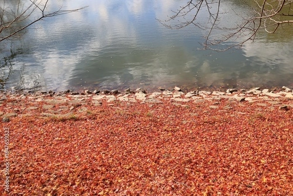 Obraz 창원 진해내수면 생태공원 가을 풍경시리즈