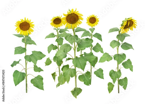 Fototapeta ヒマワリ　8月撮影　高さ180cm