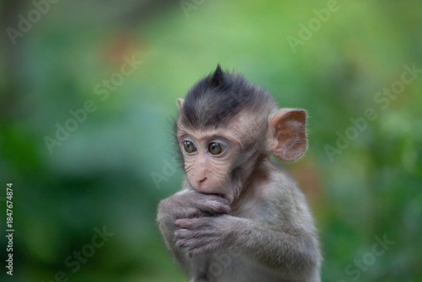 Obraz 可愛いサル