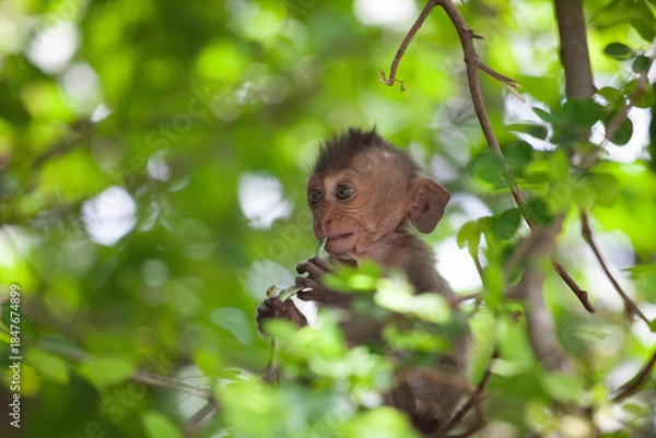 Obraz 可愛いサル