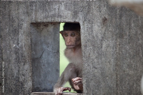 Obraz 可愛いサル