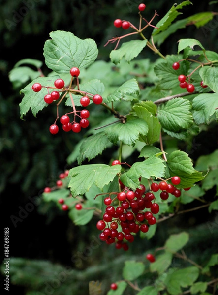 Obraz raspberry pulp with cream as tasty dessert