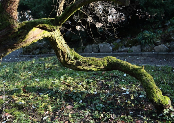 Obraz green moss on trunk old tree close up