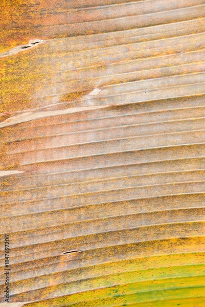 Fototapeta banana leaf background 