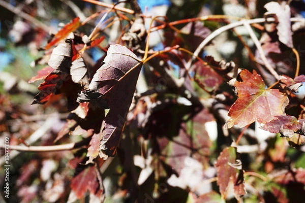 Obraz Red Maple Leaves Close-Up