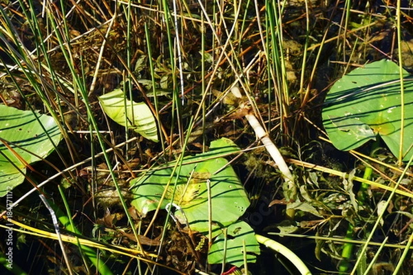 Obraz Landscape views of the swamplands of the Florida Everglades
