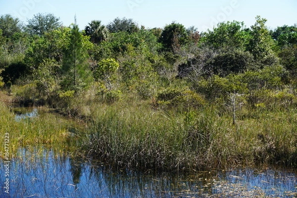 Obraz Landscape views of the swamplands of the Florida Everglades