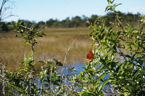 Obraz Butterflies pollinating wildflowers in the wilderness