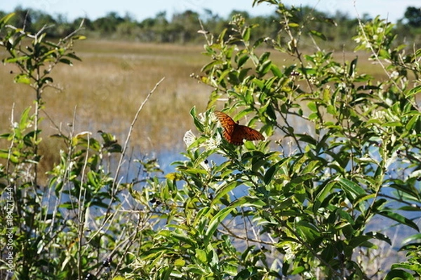 Obraz Butterflies pollinating wildflowers in the wilderness