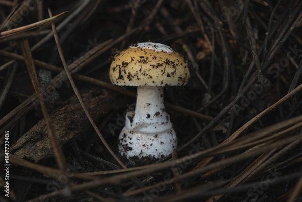 Fototapeta Young specimen of European gemmed Amanita (Amanita gemmata) mushroom growing singly among the fallen pine needles on a coniferous mixed forest floor