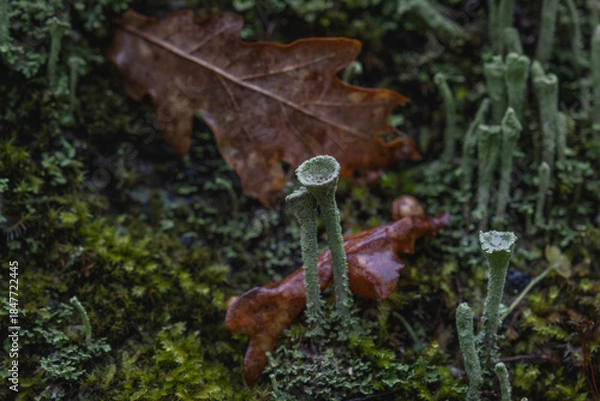Fototapeta Pebbled pixie cup lichen (Cladonia pixidata) growing on the mossy woodlands of Galicia, Spain