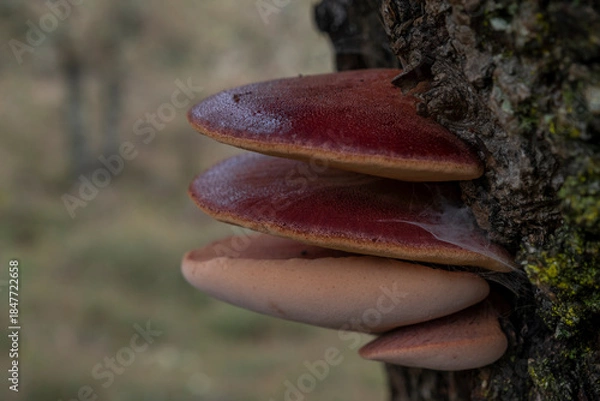 Fototapeta Ox tongue mushroom (Fistulina hepatica), also known as Beeksteak fungus, growing on the bark of an old Quercus tree
