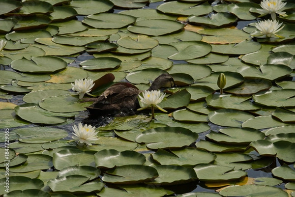 Obraz 池を泳ぐかも