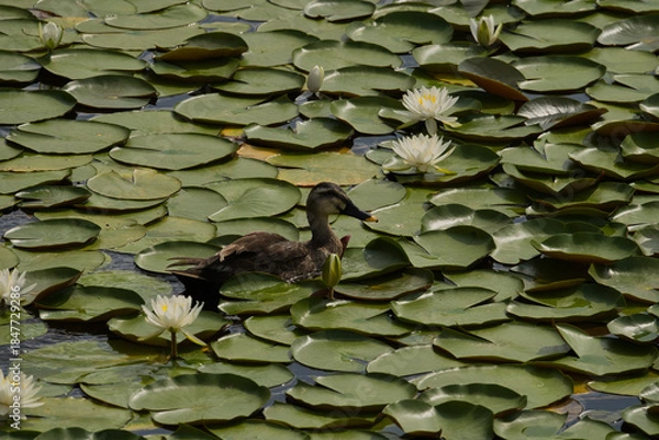 Obraz 池を泳ぐかも