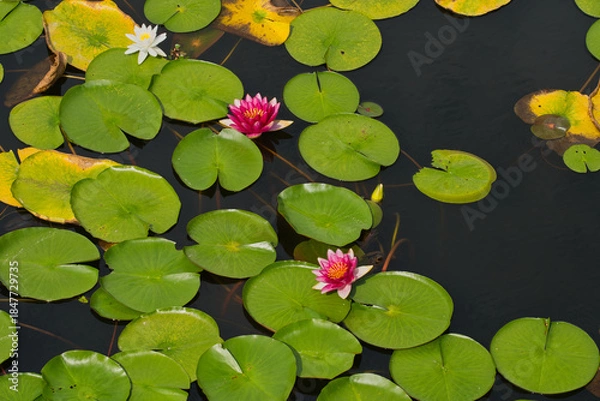 Obraz 静かな池に浮かぶ美しいスイレン（水蓮）