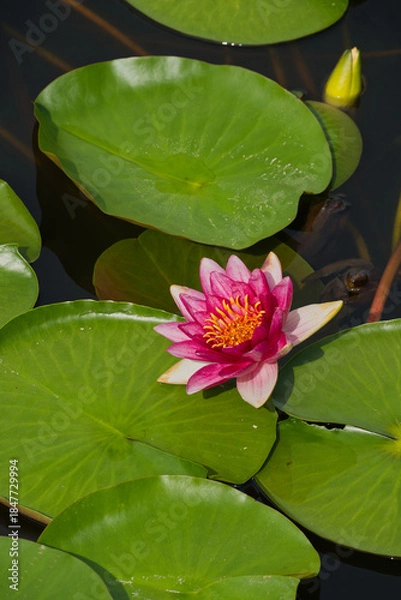 Obraz 静かな池に浮かぶ美しいスイレン（水蓮）