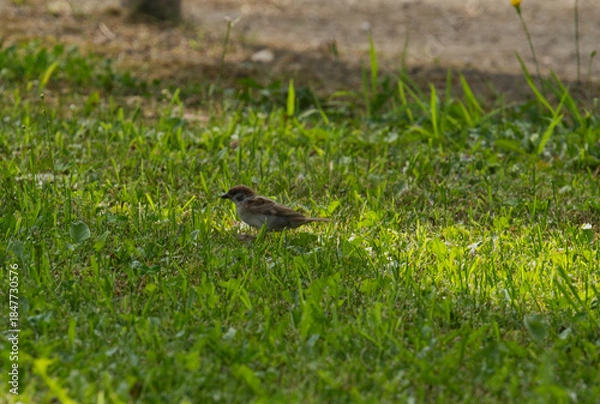 Obraz 日本のかわいいスズメの写真