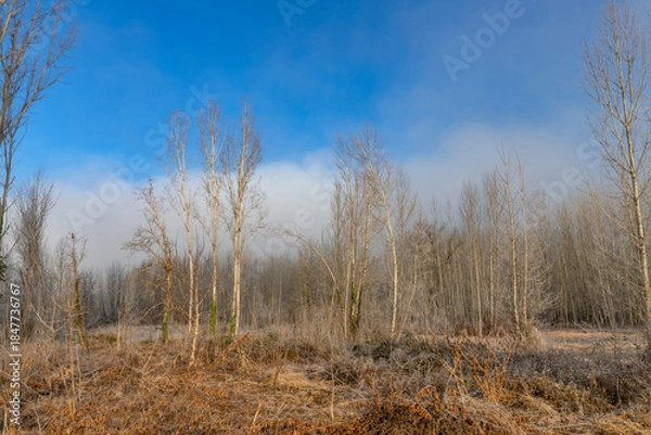 Fototapeta A cold morning in Galicia