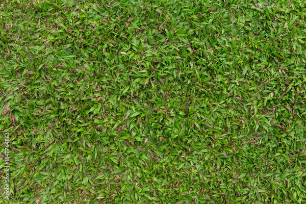 Obraz Lush green grass texture for nature background