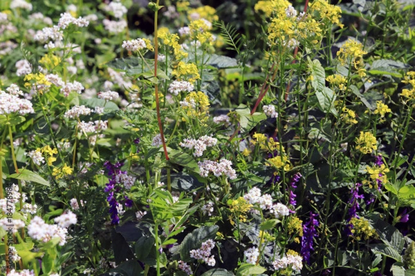 Obraz cultivation of green manure